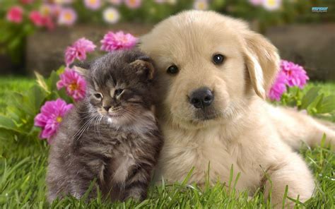 Spring Puppy Wallpaper 62 Images