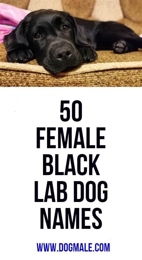 240 clever female dog names. 50 Female Black Lab Dog Names | Dog names, Black labs dogs ...