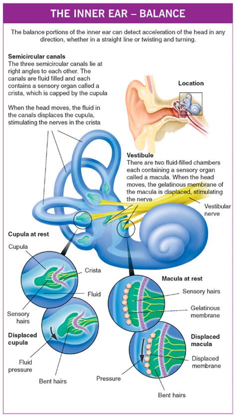 It has few more parts like the oval window, incus, etc. A&P Structure of the Ear (귀의 구조) : 네이버 블로그