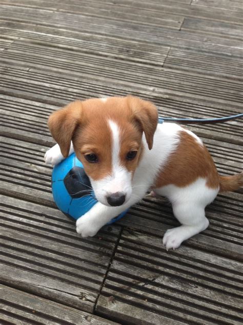 Anabel has zero dog manners, and despite socializing and professional dog training, we can't take her around other dogs. Super Cute 8 week old Jack Russell Puppy | Sandhurst ...