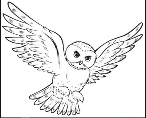 Dalam bahasa latin, burung elang dikenal dengan istilah aquilla. Kumpulan Sketsa Gambar Burung Elang, Hantu, Merpati, Merak