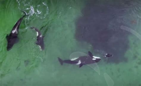 Watch Orcas Punt Hunt And Share A Seal Off The Coast Of Norway