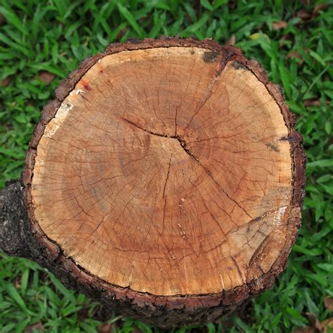 Check spelling or type a new query. Common Methods of Stump Removal | PPM Tree Service