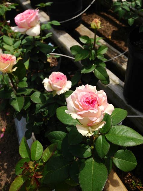 Rose of the Week: Pink Enchantment, Hybrid Tea. Strong canes support