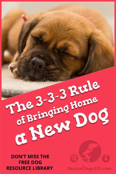 The 3 3 3 Rule Of Bringing Home Your A New Rescue Dog 4 Things You