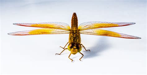 100 Amazing Dragonfly Photos · Pexels · Free Stock Photos