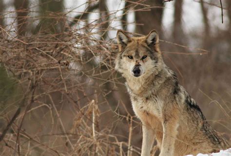 Mexican Wolf Population
