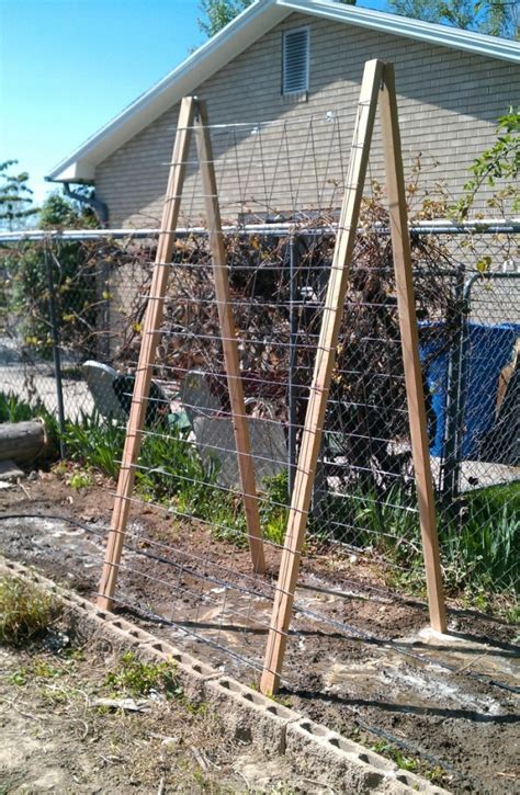 Before you start to build a this article will clear all your doubts. Cucumber trellis \ ladder for growing cucumbers in limited space. | Garp