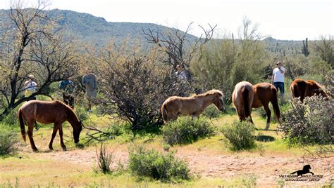 Are there still wild horses. Wild Horses Have Value - Salt River Wild Horse Management ...