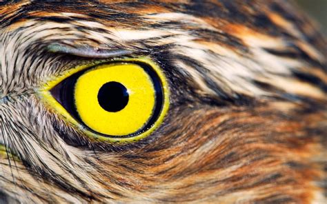Глаза Птицы Картинки Telegraph