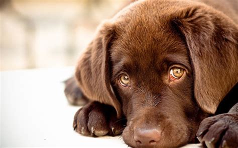40 Adorable Big Dogs Puppy Pictures Tail And Fur