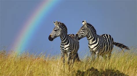 Zebra Rainbow Hd Download Wallpaper Mobile Meanings 3d Hd