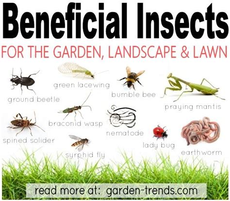 What are good bugs for the garden. Bennies | Garden insects, Beneficial insects, Garden bugs