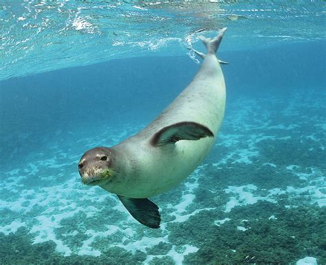 Hawaii State Mammal Hawaiian Monk Seal