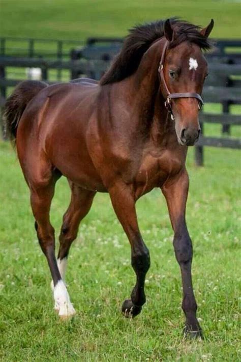 Jesss Dream 2012 Curlin Rachel Alexandra By Medaglia Doro Won