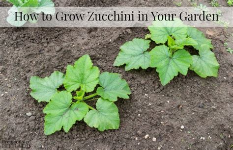 We did not find results for: How to Grow Zucchini in Your Garden | Growing zucchini ...