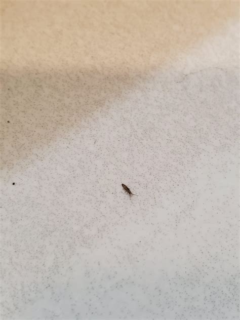 Once i vibe to a new song, i always ensure that it's downloaded onto my device for safekeeping. Keep finding little black bugs in our newly renovated ...