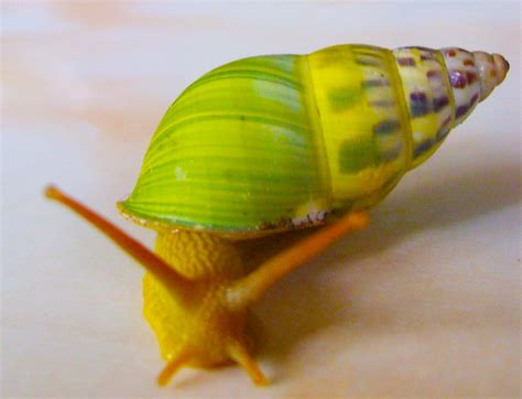 We did not find results for: EKOGEO: SIPUT : KELOMPOK INVERTEBRATA DI PERAIRAN TAWAR ...