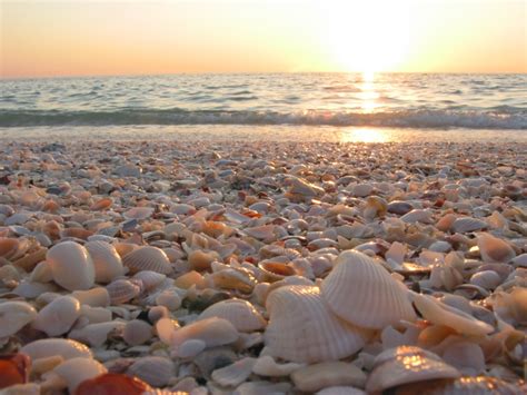 Can you take shells off the beach in Florida? 2