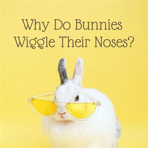 Why Do Bunnies Noses Twitch Pethelpful