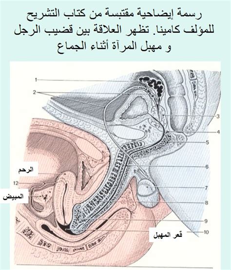 زيادة فرص الحمل ليست مسؤولية زوجتك فقط، تعرف على طرق زيادة الخصوبة عند الرجل بالطرق المختلفة السهلة التي ستفيدك، وهل تقدم العمر له علاقة بالخصوبة. هل طول القضيب مهم في العلاقة الجنسية | مقالات عامة