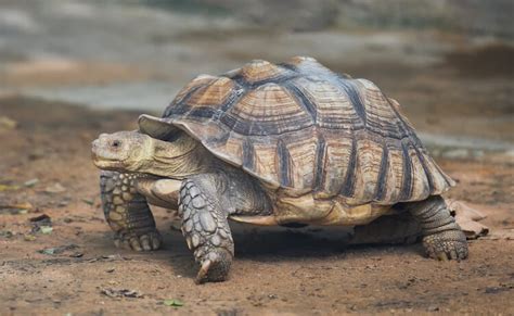 Sulcata Tortoise Care Guide Everything You Need To Know