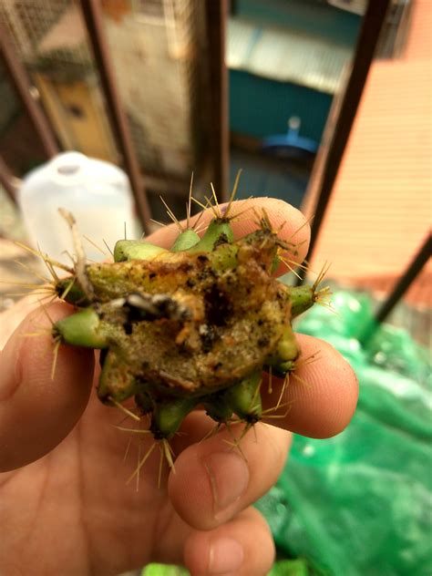 — cut a cactus pad. There is a hole next to my cactus cutting's roots! What's ...