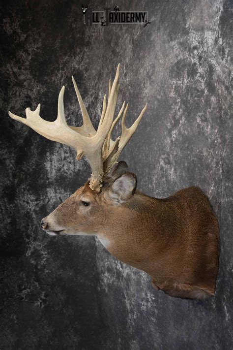 Whitetail Deer Taxidermy Shoulder Mount For Sale Sku 1320 All Taxidermy