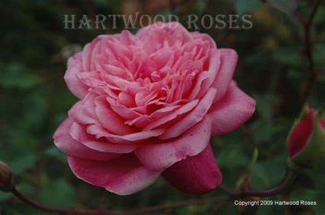 Hartwood Roses Flowers On Friday Monsieur Tillier Hartwood Roses