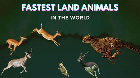 Top 10 Fastest Land Animals In The World