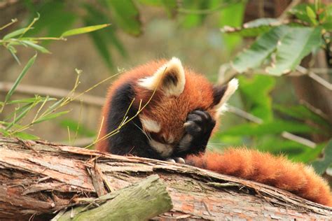 Animals Red Panda Sad Wallpapers Hd Desktop And Mobile Backgrounds