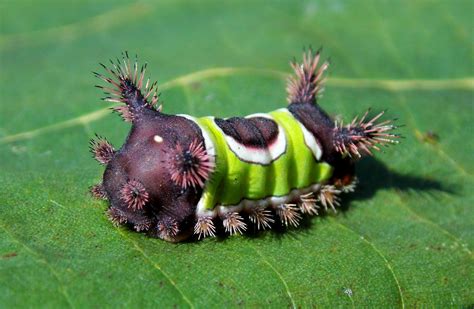 Saddleback Caterpillar By Mozella78 On Deviantart