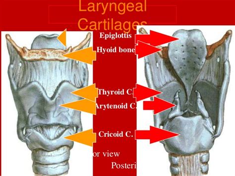 Larynx Imaging 1st Part Laryngeal Anatomy Ct Mri Dr Ahmed