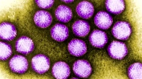 What Is Adenovirus