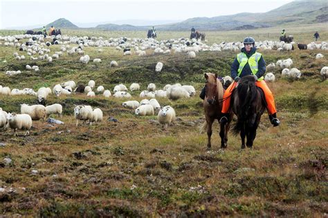 Farmers Herd Sheep To Roundup Iceland Monitor