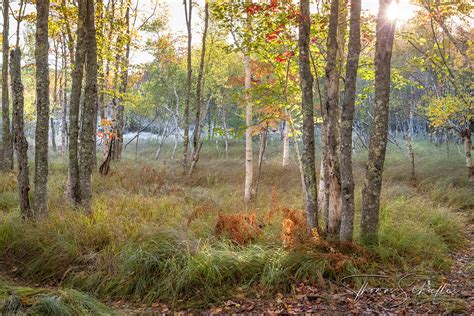 Autumn Forest Of Acadia Sieur De Monts Birch Forest Acadia National