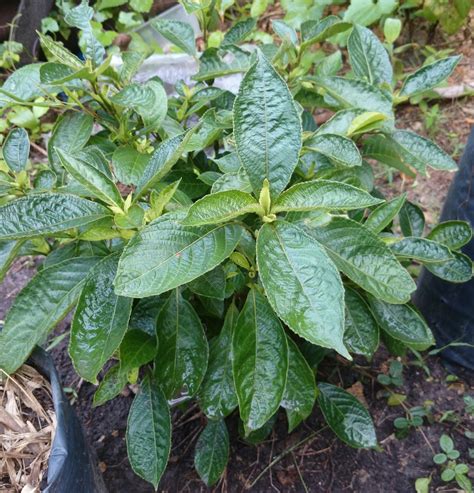 Pokok kulim merupakan sejenis tumbuhan yang terdapat di hutan malaysia serta di negara negara asean yang lain. POKOK HERBA PECAH BELING: MEMBUNUH KANSER SECARA SEMULA ...