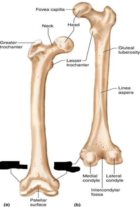 Print Lower Extremity flashcards | Easy Notecards