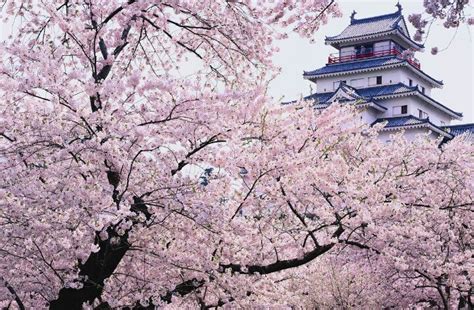 Ver más ideas sobre corea del sur seul, fotografia paisaje, paisaje japon. ∙∥Clima en Corea Del Sur∥∙ | •A.R.M.Y's Y BTS• Amino
