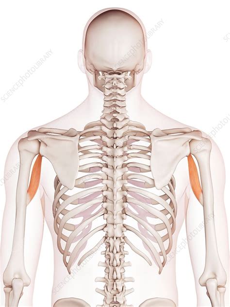 Arm Muscle And Bone Anatomy