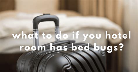 What To Do If Your Hotel Has Bed Bugs Quick Solutions