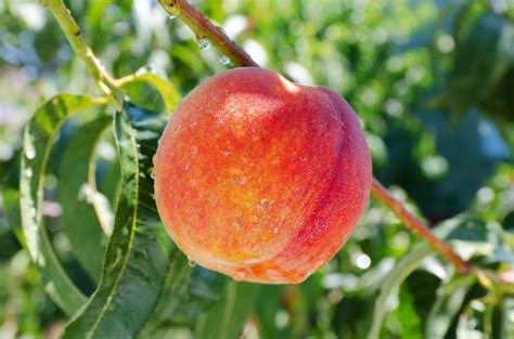 The peaches were grown in the phoenix arizona. Peach Archives - Ison's Nursery & Vineyard | Peach trees ...