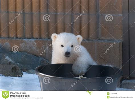 Baby Polar Bear Royalty Free Stock Images Image 30285949