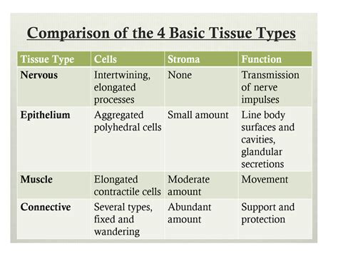 4 Primary Tissue Types Slide Share