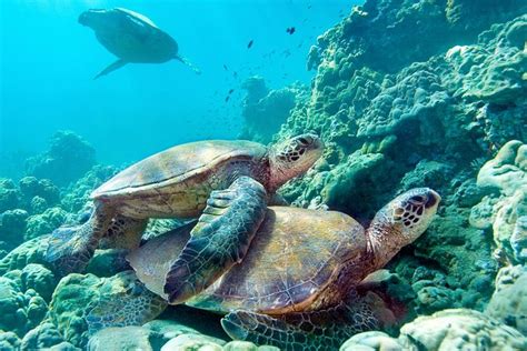 Maui Turtle Snorkeling Tour From Maalaea Harbor 2020