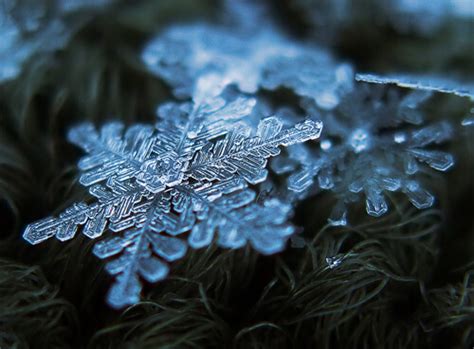 20 Majestic Close Up Pictures Of Snowflakes