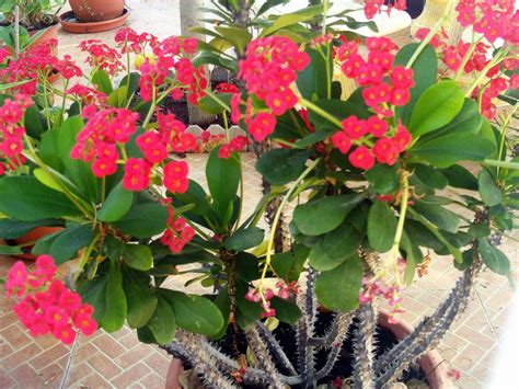 Crown Of Thorns How To Grow And Care For The Euphorbia Milii And
