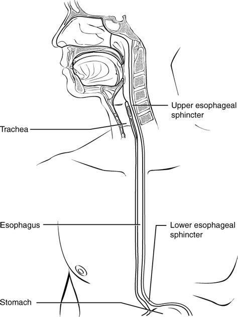 The Mouth Pharynx And Esophagus · Anatomy And Physiology