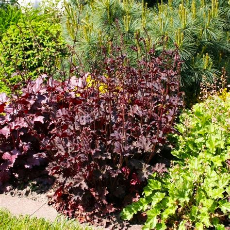 Die blütenrispen sind übersäht von kleinen, glockenförmigen blüten in weiß. Purpurglöckchen Heuchera - micrantha 'Purple Petticoats ...