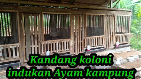 Dinding kandang ini dapat dibuat dari kawat dan perlu diberi pemanas berupa lampu bohlam. Kandang Koloni indukan Ayam kampung#elgumilangfarm# ...